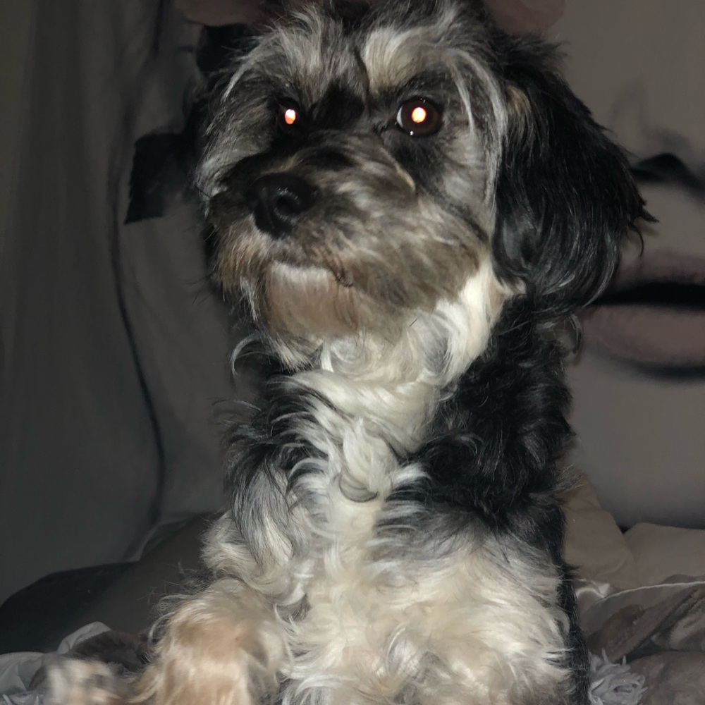 Custom Pet Portrait Commissions - Picture 2 of 5